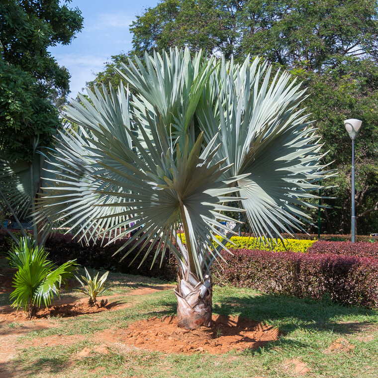 India 2014 - Bangalore 005.jpg